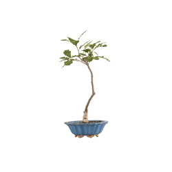 Quercus robur - B5418