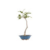Quercus robur - B5418
