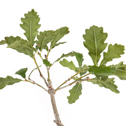 Quercus robur - B5418