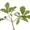 Quercus robur - B5418