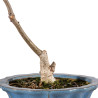 Quercus robur - B5418