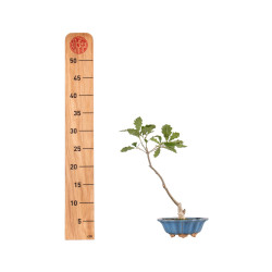 Quercus robur - B5418
