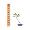 Quercus robur - B5418