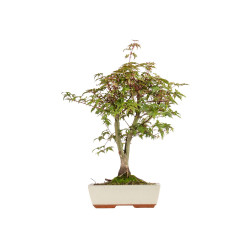 Acer palmatum deshojo - B5420