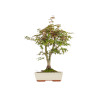 Acer palmatum deshojo - B5420