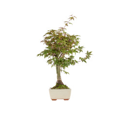 Acer palmatum deshojo - B5420