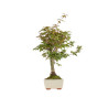 Acer palmatum deshojo - B5420