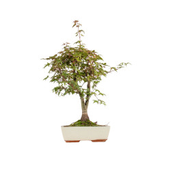 Acer palmatum deshojo - B5420