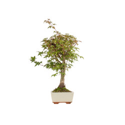 Acer palmatum deshojo - B5420