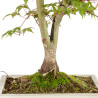 Acer palmatum deshojo - B5420
