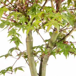 Acer palmatum deshojo - B5420