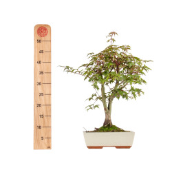Acer palmatum deshojo - B5420