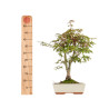 Acer palmatum deshojo - B5420