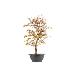 Carpinus turczaninowii - B5423