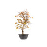 Carpinus turczaninowii - B5423