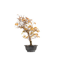 Carpinus turczaninowii - B5423