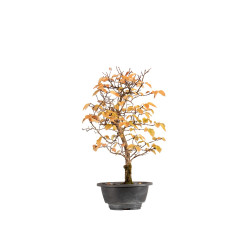 Carpinus turczaninowii - B5423