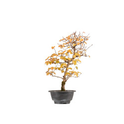 Carpinus turczaninowii - B5423