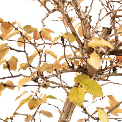 Carpinus turczaninowii - B5423
