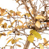 Carpinus turczaninowii - B5423