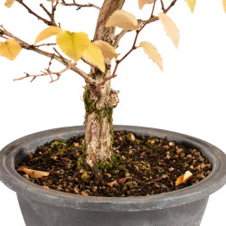Carpinus turczaninowii - B5423