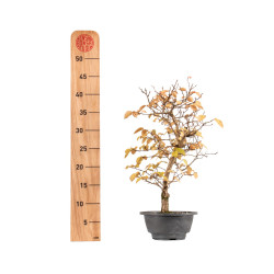 Carpinus turczaninowii - B5423