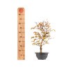 Carpinus turczaninowii - B5423
