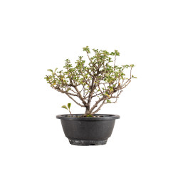 Chaenomeles chojubai - B5424
