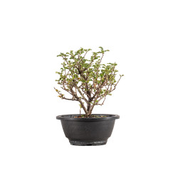 Chaenomeles chojubai - B5424