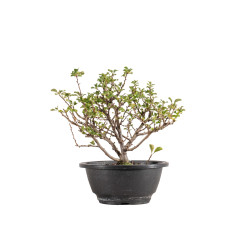 Chaenomeles chojubai - B5424
