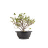 Chaenomeles chojubai - B5424