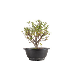 Chaenomeles chojubai - B5424