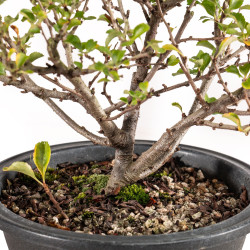 Chaenomeles chojubai - B5424
