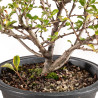 Chaenomeles chojubai - B5424