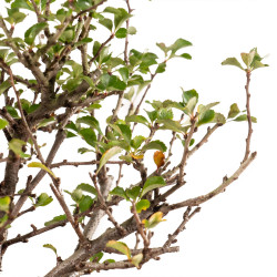 Chaenomeles chojubai - B5424