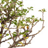 Chaenomeles chojubai - B5424