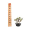 Chaenomeles chojubai - B5424