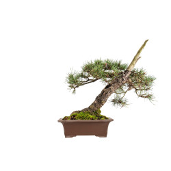 Pinus sylvestris - B5413