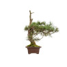Pinus sylvestris - B5413
