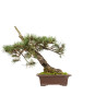 Pinus sylvestris - B5413