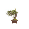 Pinus sylvestris - B5413