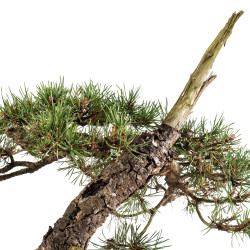 Pinus sylvestris - B5413