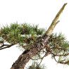 Pinus sylvestris - B5413