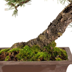 Pinus sylvestris - B5413