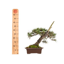 Pinus sylvestris - B5413