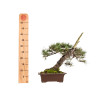 Pinus sylvestris - B5413