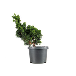 Chamaecyparis Hinoki - B5414