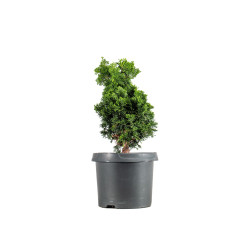 Chamaecyparis Hinoki - B5414