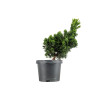 Chamaecyparis Hinoki - B5414