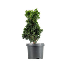 Chamaecyparis Hinoki - B5414